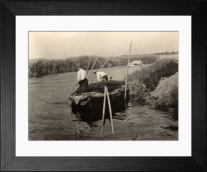 Framed Print : Weeding on the Norfolk Broads Framed Print : Weeding on the Norfolk Broads