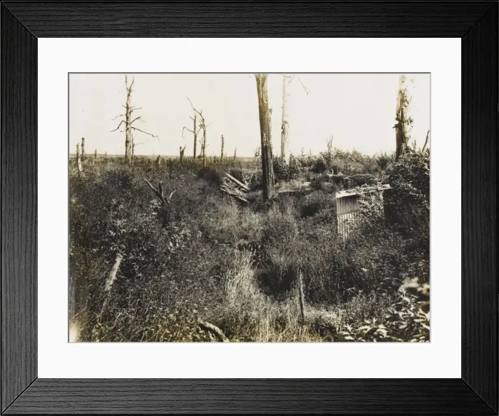 Framed Print : Nature recovers 1917 Framed Print : Nature recovers 1917