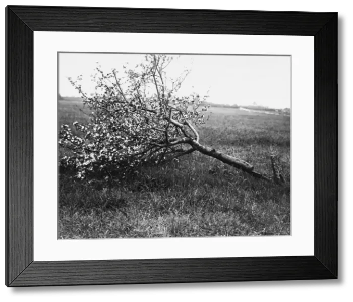 Framed Print : Nature recovers 1917 Framed Print : Nature recovers 1917