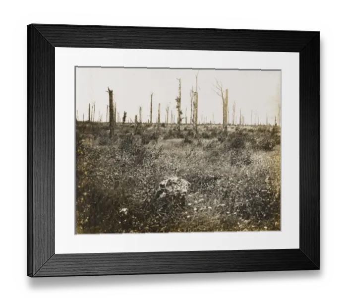 Framed Print : Nature recovers 1917 Framed Print : Nature recovers 1917