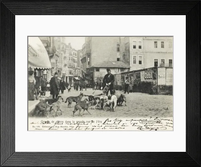 Framed Print : Street Dogs - Constantinople, Turkey Framed Print : Street Dogs - Constantinople, Turkey