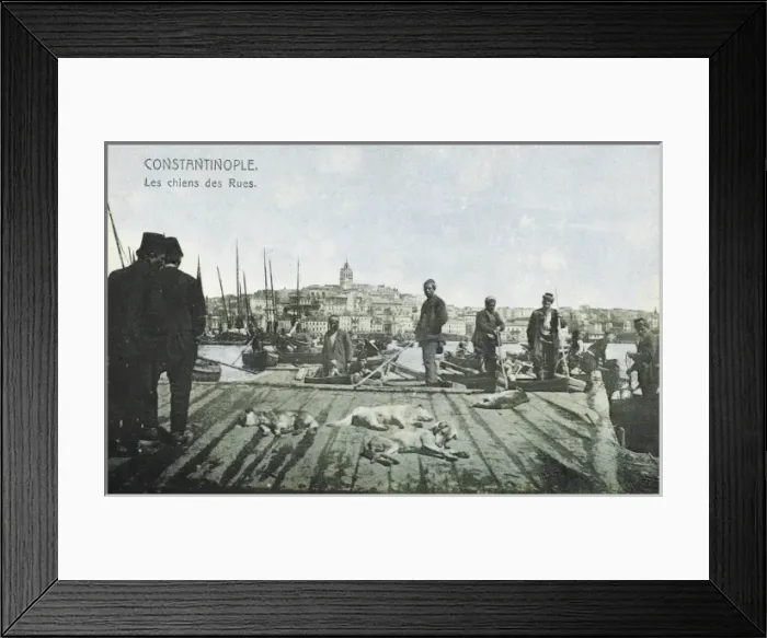 Framed Print : Street Dogs asleep - Constantinople, Turkey Framed Print : Street Dogs asleep - Constantinople, Turkey
