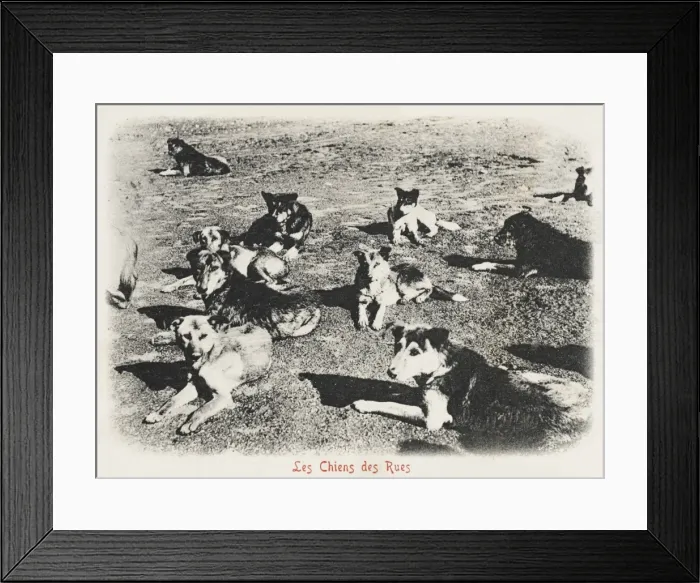 Framed Print : Street Dogs - Constantinople, Turkey Framed Print : Street Dogs - Constantinople, Turkey