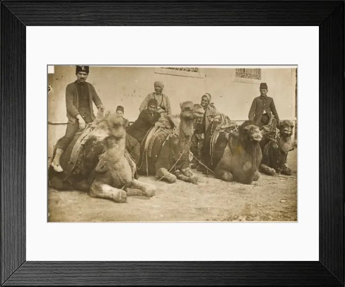 Framed Print : Camels at rest - Constantinople Framed Print : Camels at rest - Constantinople