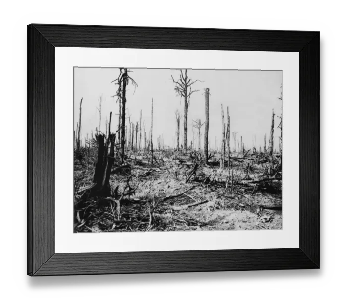 Framed Print : Delville Wood 1916 Framed Print : Delville Wood 1916