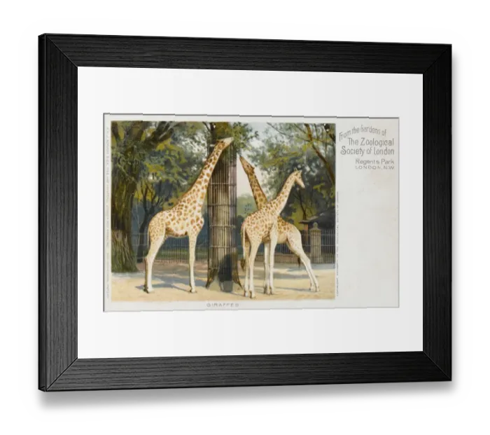 Framed Print : Giraffes at London Zoo - Regents Park Framed Print : Giraffes at London Zoo - Regents Park