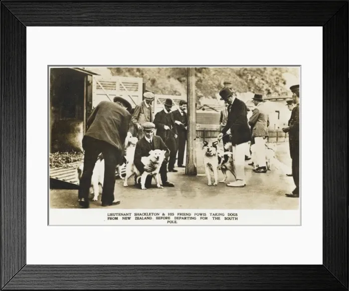 Framed Print : Shackleton selects dogs in New Zealand Framed Print : Shackleton selects dogs in New Zealand