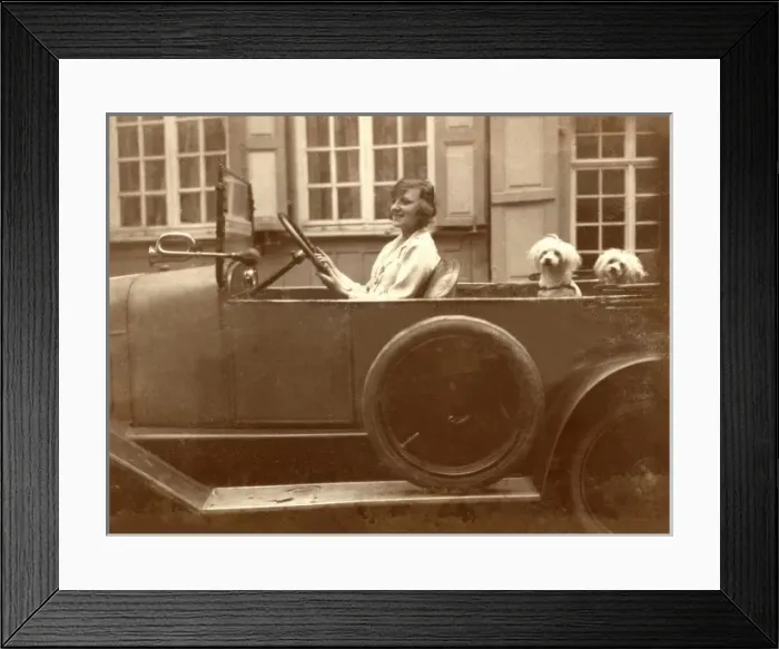 Framed Print : Lady takes her two pet dogs for a drive Framed Print : Lady takes her two pet dogs for a drive
