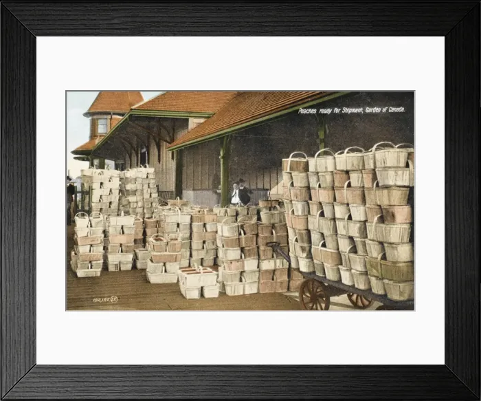 Framed Print : Niagara Peninsula - Peaches for export Framed Print : Niagara Peninsula - Peaches for export