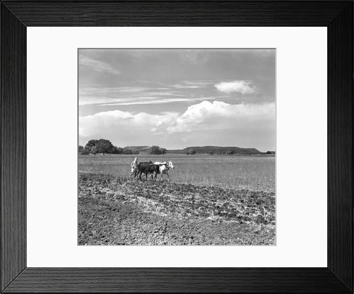 Framed Print : Ploughing in Madhya Pradesh, Central India Framed Print : Ploughing in Madhya Pradesh, Central India