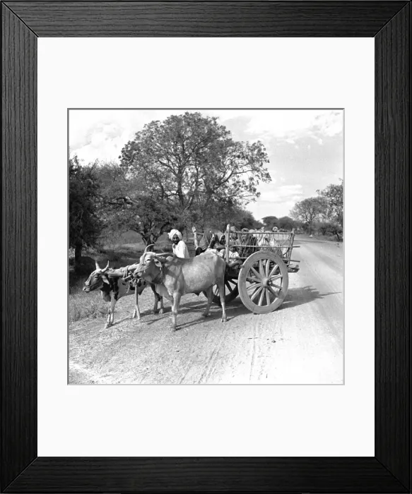 Framed Print : Farmer with oxen and cart, Madhya Pradesh, Central India Framed Print : Farmer with oxen and cart, Madhya Pradesh, Central India
