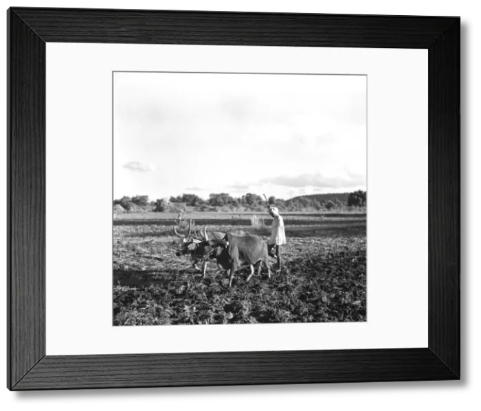 Framed Print : Ploughing with oxen, Madhya Pradesh, Central India Framed Print : Ploughing with oxen, Madhya Pradesh, Central India