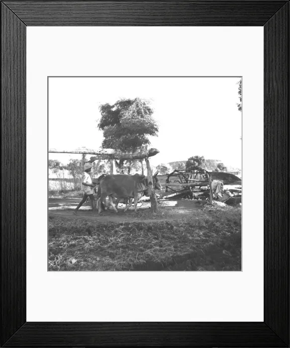 Framed Print : Farming scene in Madhya Pradesh, Central India Framed Print : Farming scene in Madhya Pradesh, Central India