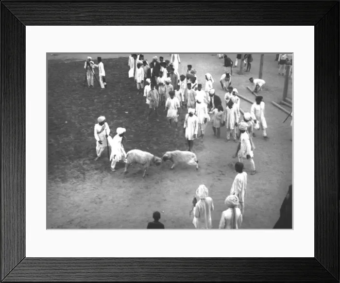 Framed Print : Ram fighting - India Framed Print : Ram fighting - India