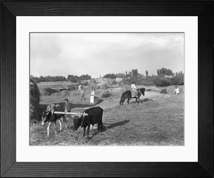 Framed Print : Farming scene, Kashgar, China Framed Print : Farming scene, Kashgar, China