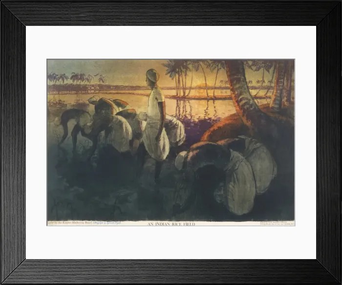 Framed Print : Poster depicting an Indian rice field Framed Print : Poster depicting an Indian rice field