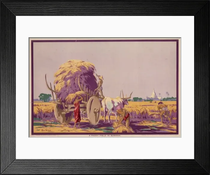 Framed Print : Poster depicting a paddy field in Burma Framed Print : Poster depicting a paddy field in Burma