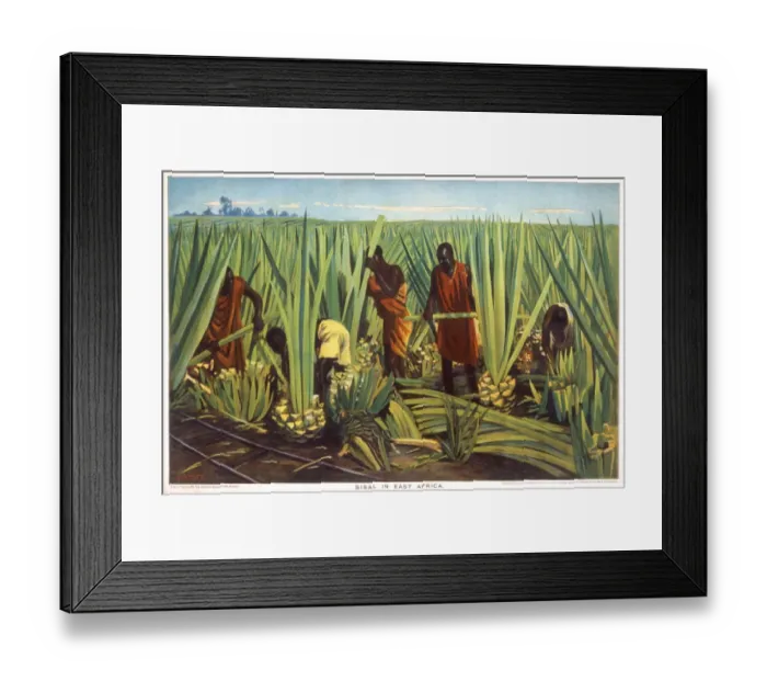 Framed Print : Poster depicting sisal in East Africa Framed Print : Poster depicting sisal in East Africa