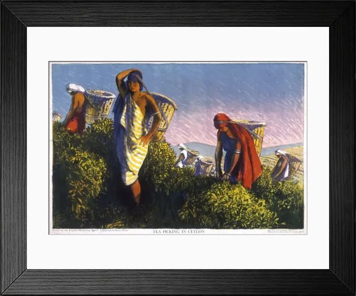 Framed Print : Poster depicting tea picking in Ceylon Framed Print : Poster depicting tea picking in Ceylon