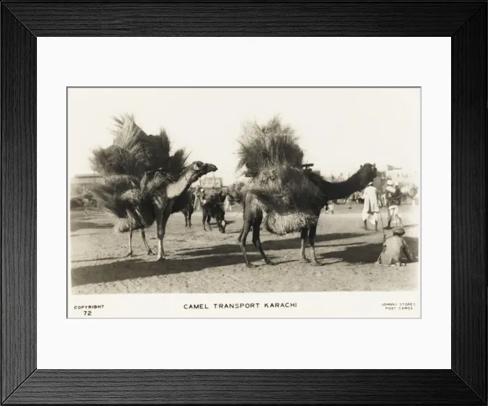 Framed Print : Karachi - Camel Train Framed Print : Karachi - Camel Train