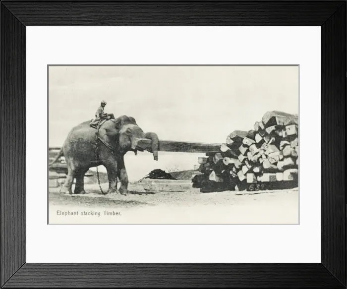 Framed Print : Elephant shifting large pieces of timber Framed Print : Elephant shifting large pieces of timber