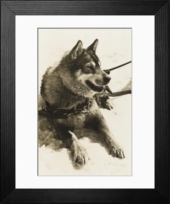Framed Print : Dog from Jungfrau Railway Polar Dog Colony Framed Print : Dog from Jungfrau Railway Polar Dog Colony