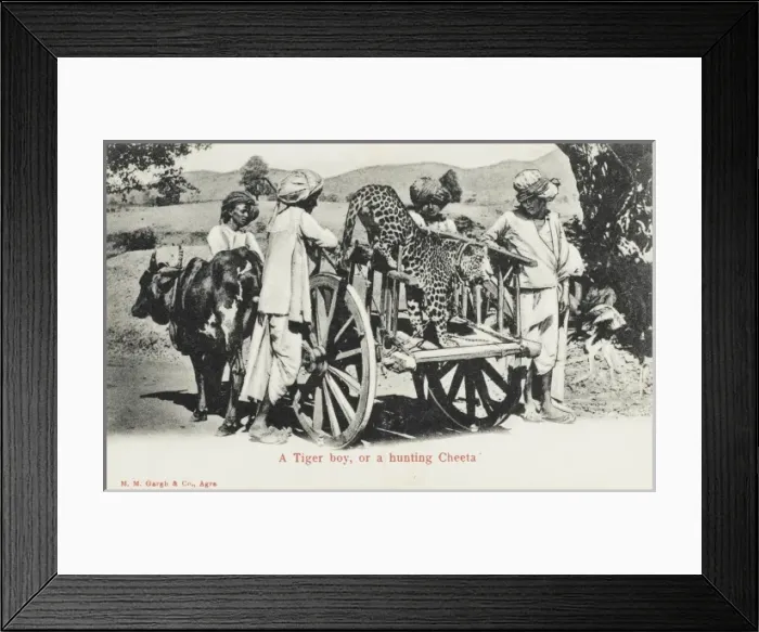 Framed Print : A Hunting Cheetah - India Framed Print : A Hunting Cheetah - India