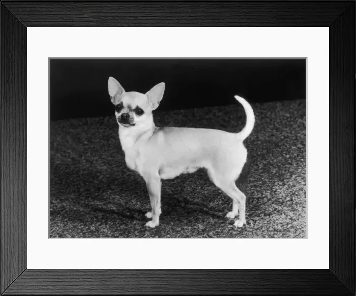 Framed Print : Chihuahua Molimor Talentina Framed Print : Chihuahua Molimor Talentina