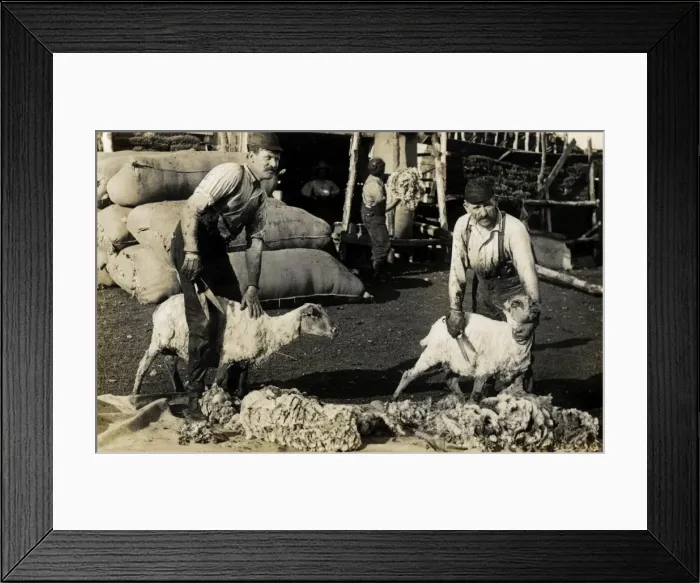 Framed Print : Shearing sheep Framed Print : Shearing sheep