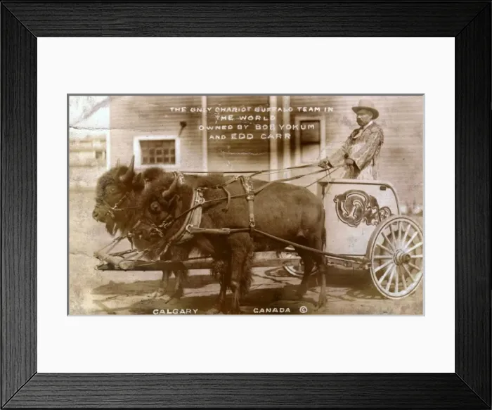 Framed Print : Chariot buffalo team Framed Print : Chariot buffalo team