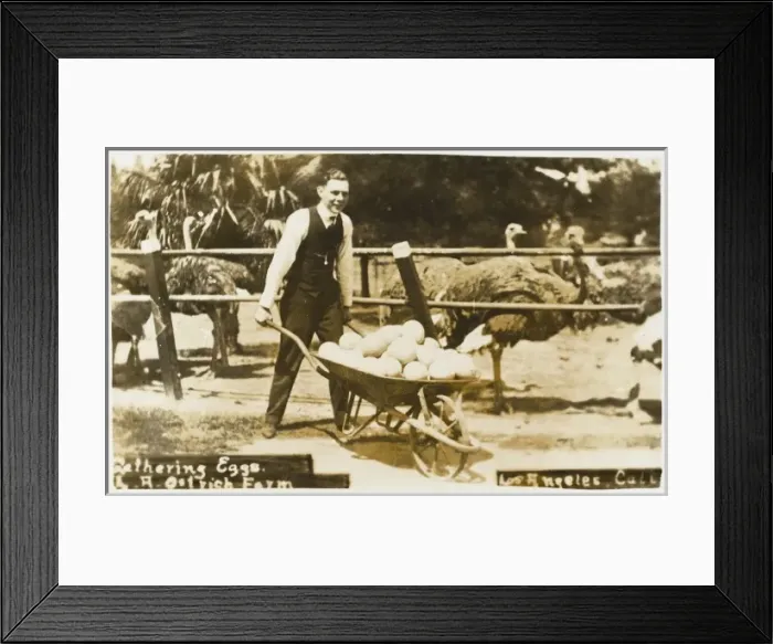 Framed Print : The Cawston Ostrich Farm - South Pasadena, California Framed Print : The Cawston Ostrich Farm - South Pasadena, California