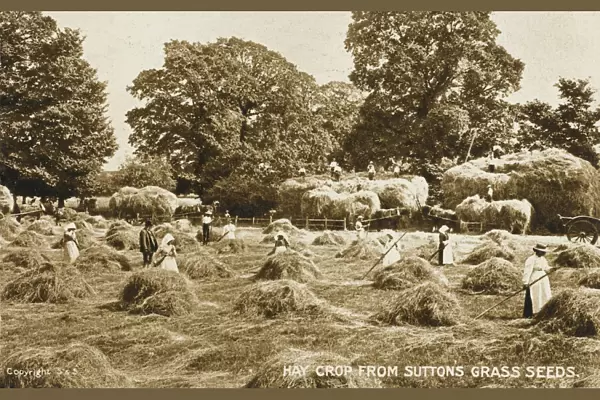 The Hay crop from Suttons Grass Seeds