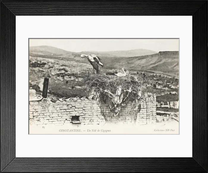 Framed Print : Stork nesting on a rooftop, Constantine, Algeria Framed Print : Stork nesting on a rooftop, Constantine, Algeria