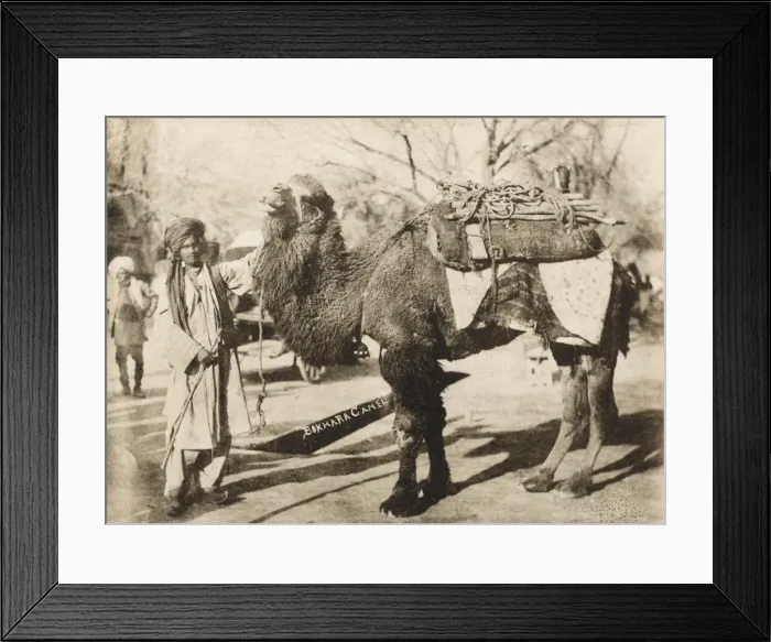 Framed Print : Bukhara - Uzbekistan Framed Print : Bukhara - Uzbekistan
