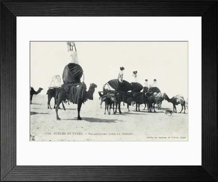 Framed Print : Algeria - Camel Transport Framed Print : Algeria - Camel Transport