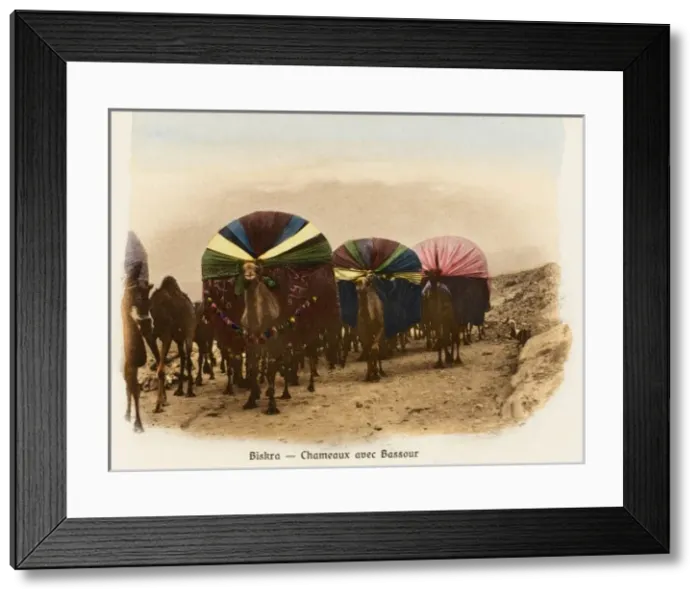 Framed Print : Algeria - Camel Transport Framed Print : Algeria - Camel Transport