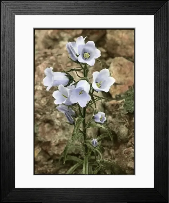 Framed Print : Campanula Speciosa (Pyrenean Bellflower) Framed Print : Campanula Speciosa (Pyrenean Bellflower)