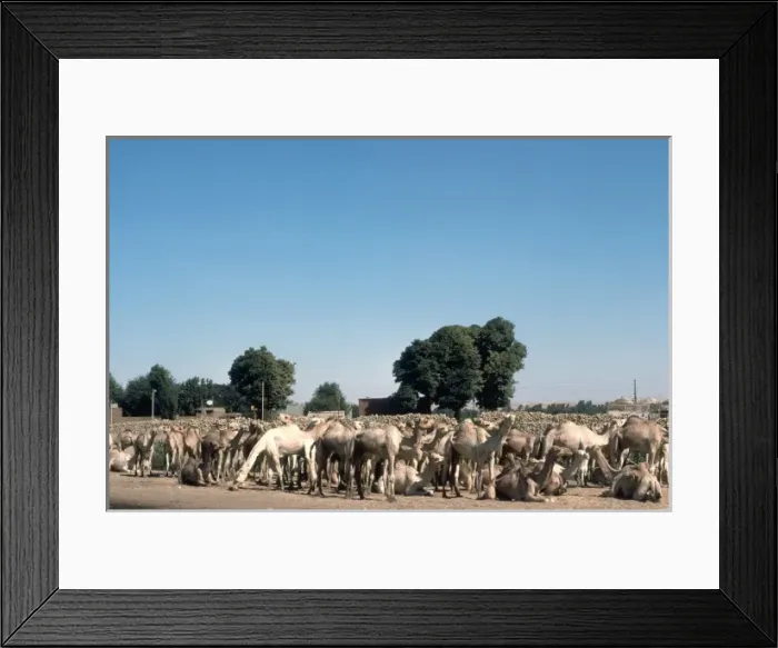 Framed Print : Camel market, Edfu, Egypt Framed Print : Camel market, Edfu, Egypt