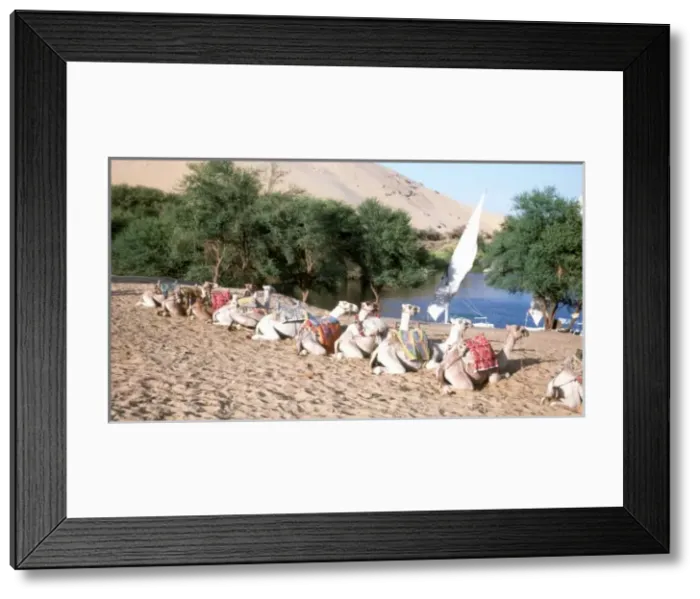 Framed Print : Camels on the banks of the River Nile, Egypt Framed Print : Camels on the banks of the River Nile, Egypt