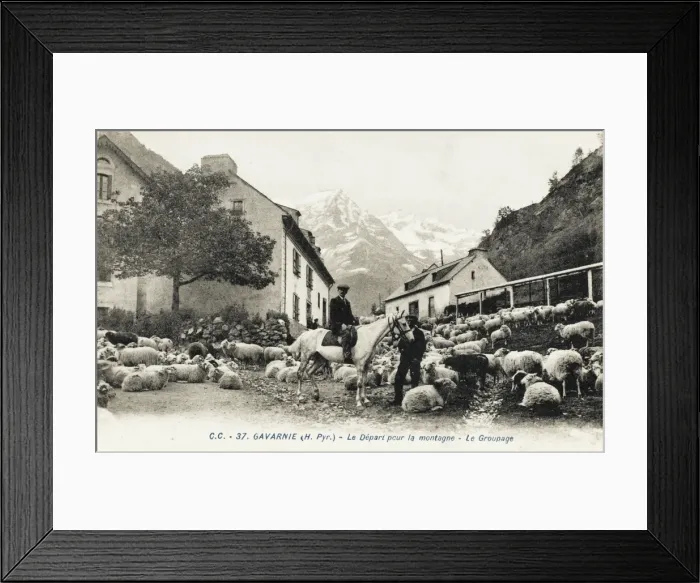 Framed Print : Sheep in the street / village at Gavarnie, France Framed Print : Sheep in the street / village at Gavarnie, France
