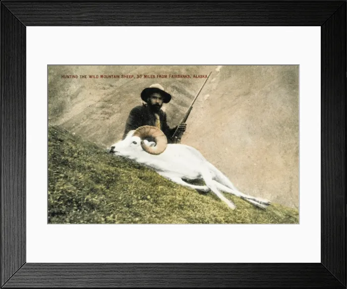 Framed Print : Hunting wild big horn sheep in Alaska Framed Print : Hunting wild big horn sheep in Alaska