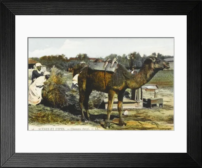 Framed Print : Loading up a camel - Algeria Framed Print : Loading up a camel - Algeria