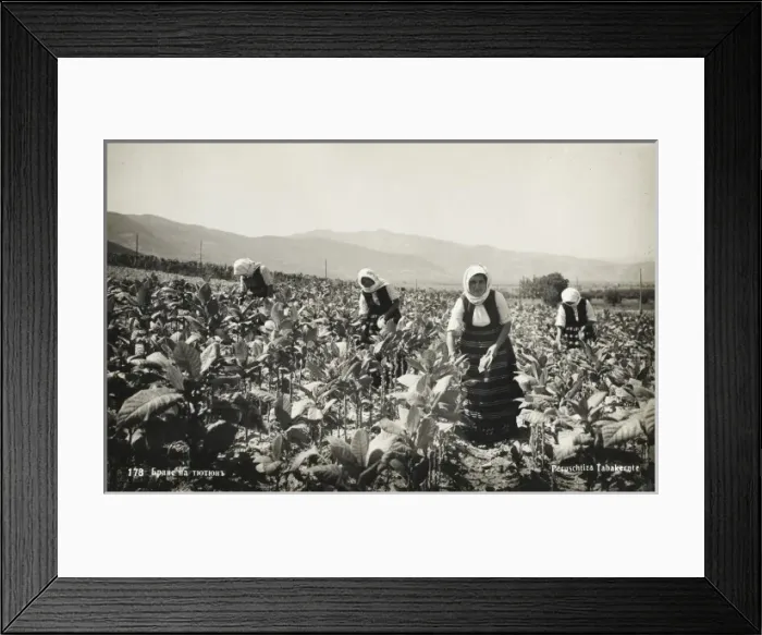 Framed Print : Tobacco Pickers - Bulgaria Framed Print : Tobacco Pickers - Bulgaria