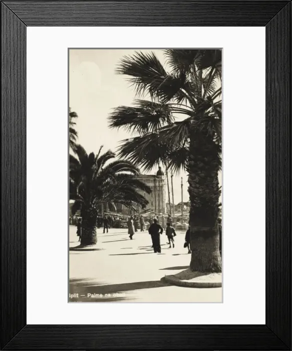 Framed Print : Split - Croatia - Palm Trees Framed Print : Split - Croatia - Palm Trees