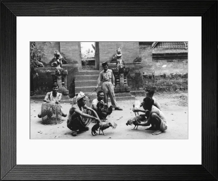 Framed Print : Bali - Cock Fighting Framed Print : Bali - Cock Fighting