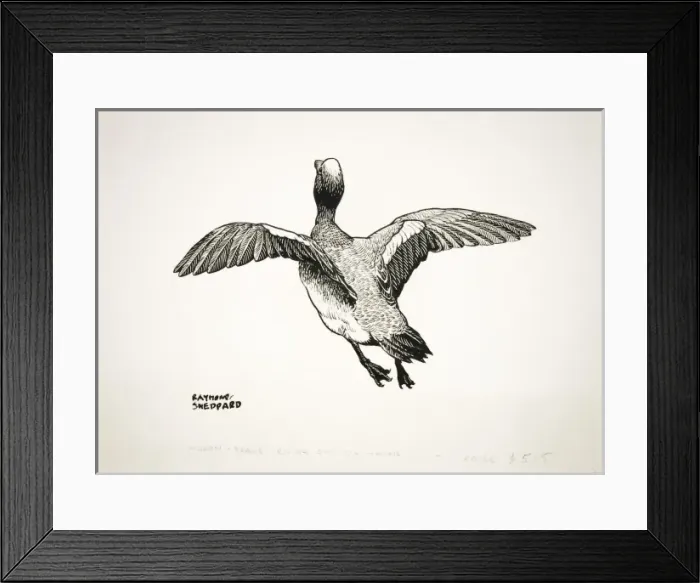 Framed Print : Drake Wigeon taking off Framed Print : Drake Wigeon taking off