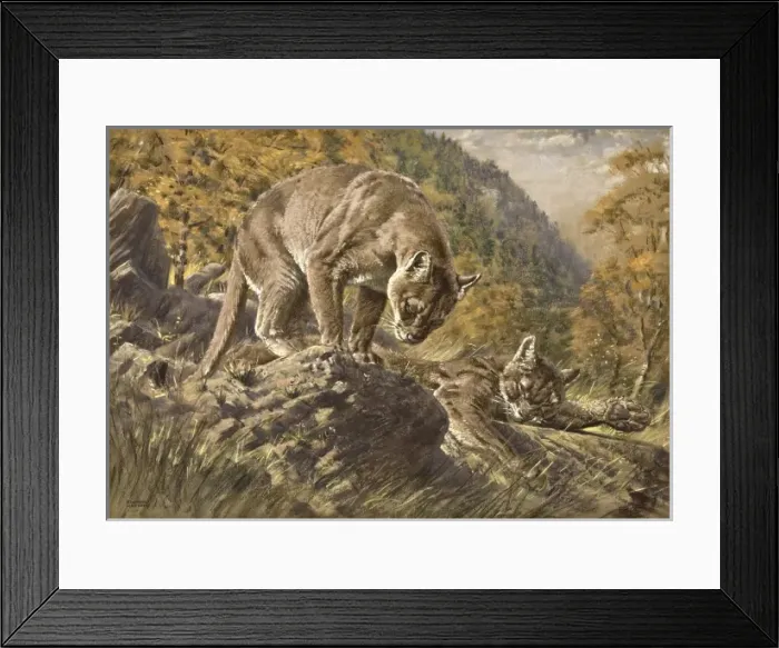 Framed Print : Two Pumas in a valley Framed Print : Two Pumas in a valley