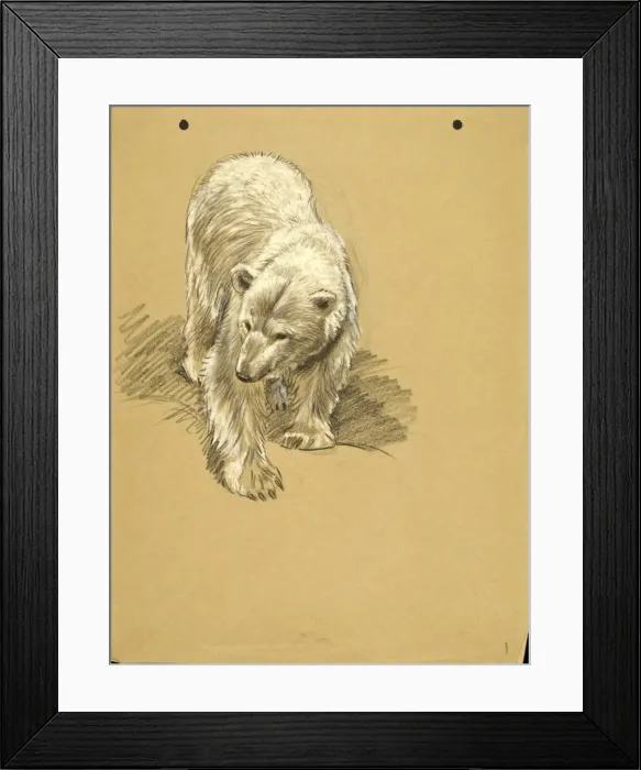 Framed Print : Pastel sketch of a Polar Bear Framed Print : Pastel sketch of a Polar Bear