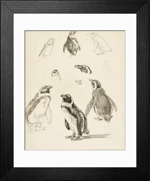 Framed Print : Humboldt Penguins - A series of studies Framed Print : Humboldt Penguins - A series of studies
