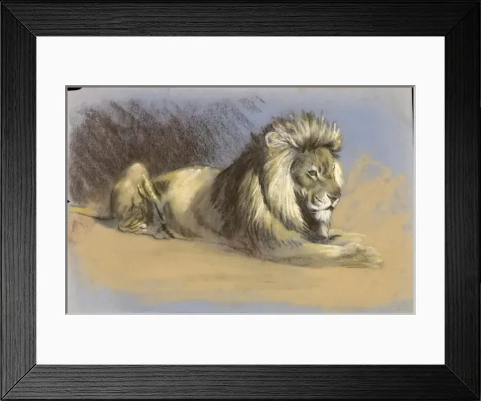 Framed Print : A Lion - Pastel study Framed Print : A Lion - Pastel study